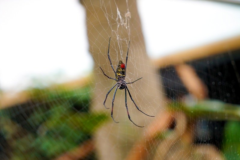 stop-spiders-from-Entering-your-House