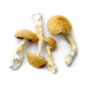 Mashrooms