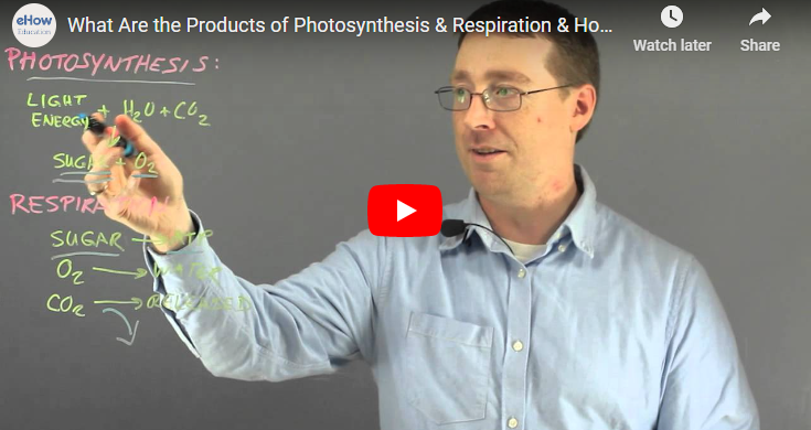 the products of photosynthesis are