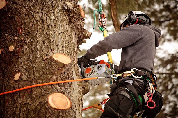 Tree maintenance